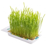 TitBit трава для кошек Пшеница