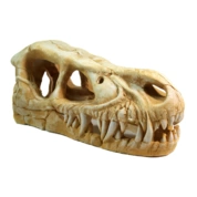 Deski грот Череп динозавра